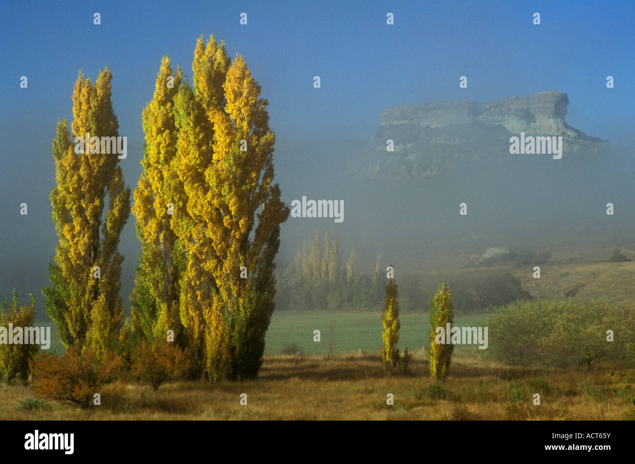 Hazy view of mountains with sunlit Poplar trees in the foreground Fouriesburg South Africa Stock