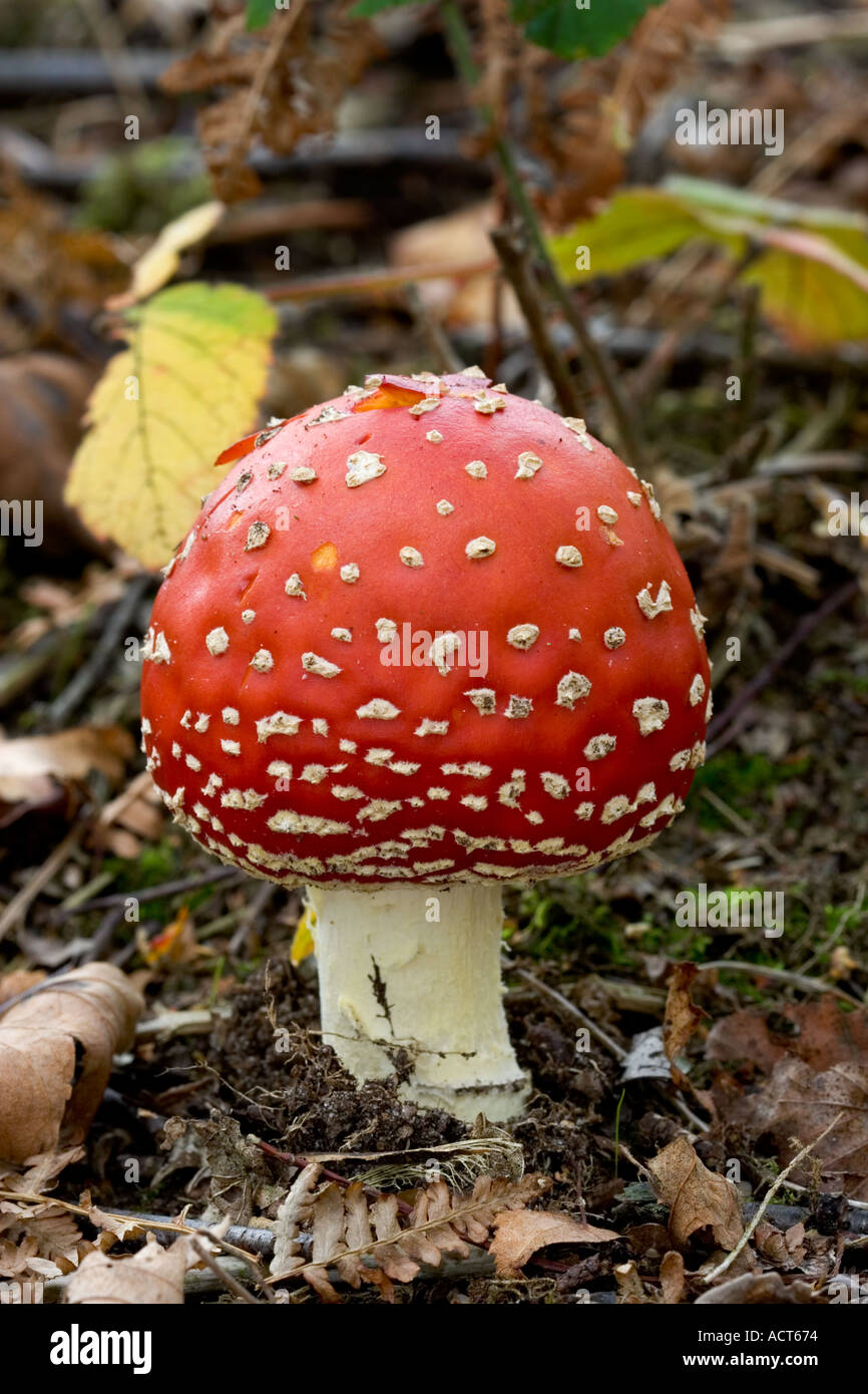 Fly Agaric Amanita muscaria close up view of nice red with whit spotted cap the lodge sandy bedfordshire Stock Photo
