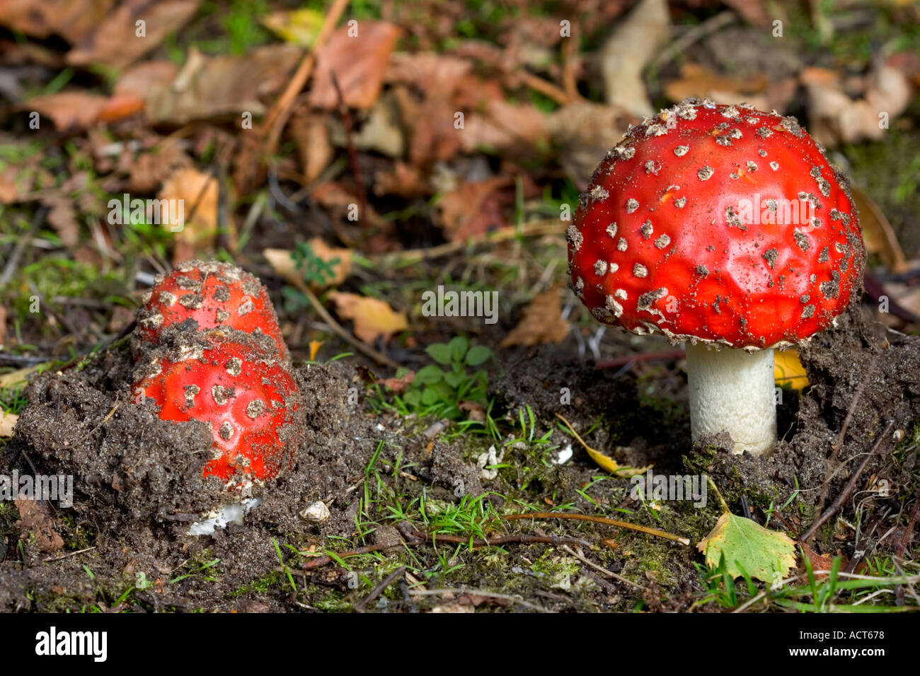 Fly Agaric Amanita muscaria just breaking surface the lodge sandy bedfordshirte Stock Photo