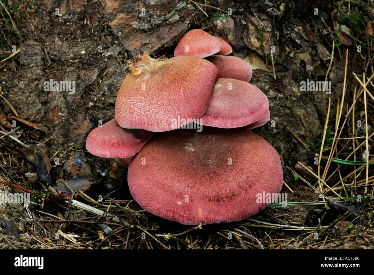 Plums and Custard Tricholomopsis rutilans nice group growing on stump stamford plantation bedfordshire Stock Photo