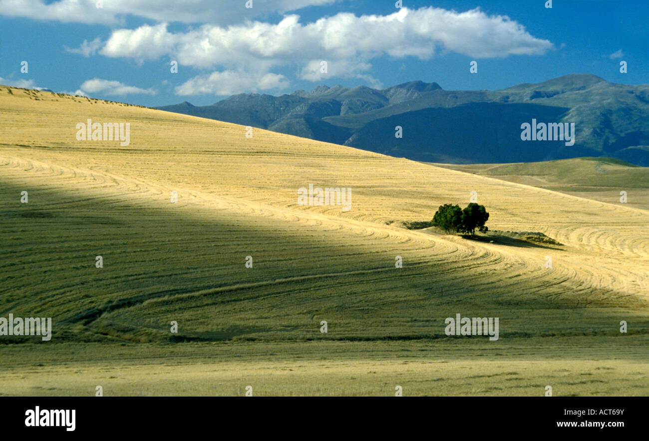 A view over the Greyton wheat fields stretching towards the mountains in the distance Greyton Western Cape South Africa Stock Photo