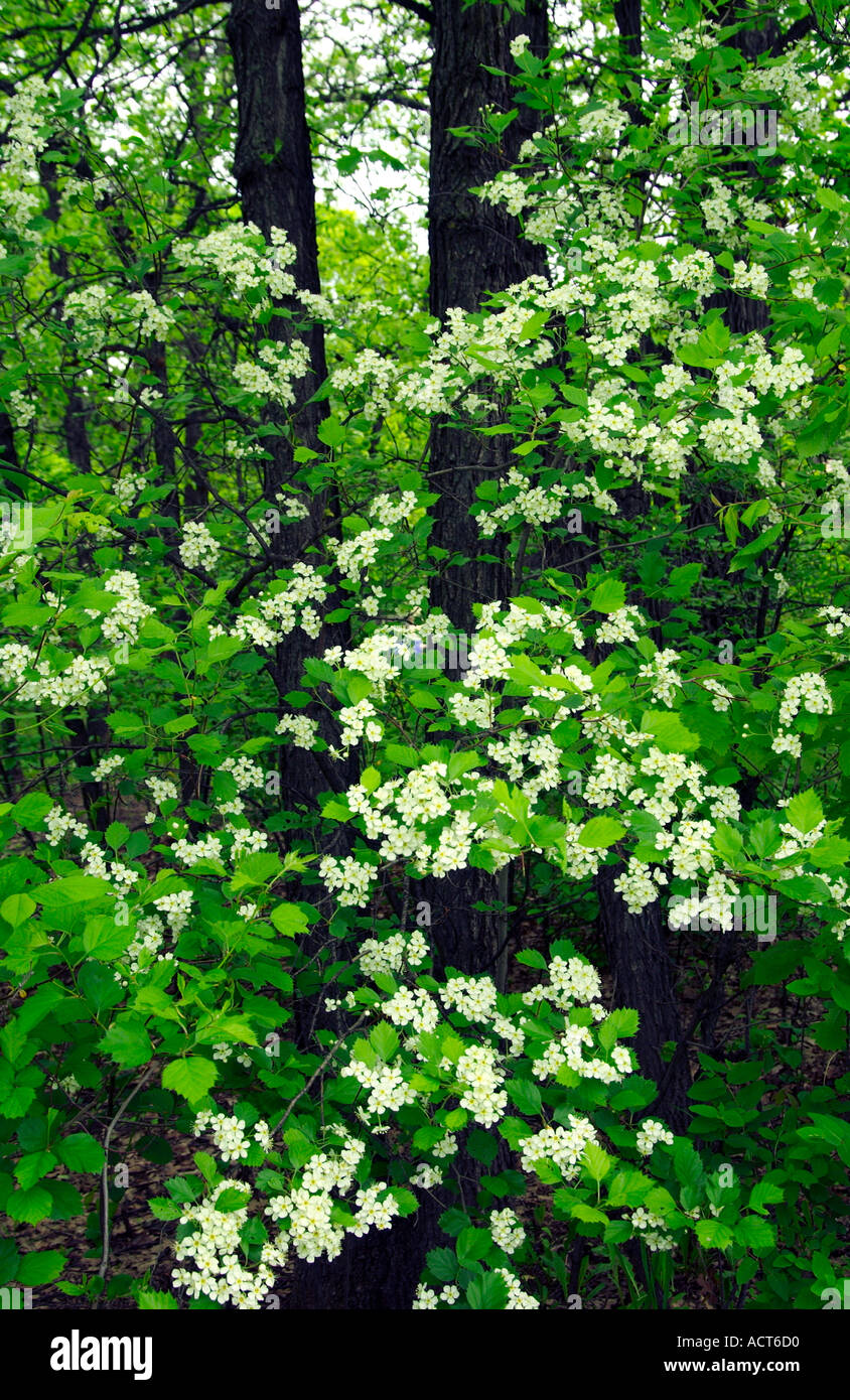 White spring blossoms of the black cherry tree Prunus serotina in rural Manitoba, Canada. Stock Photo