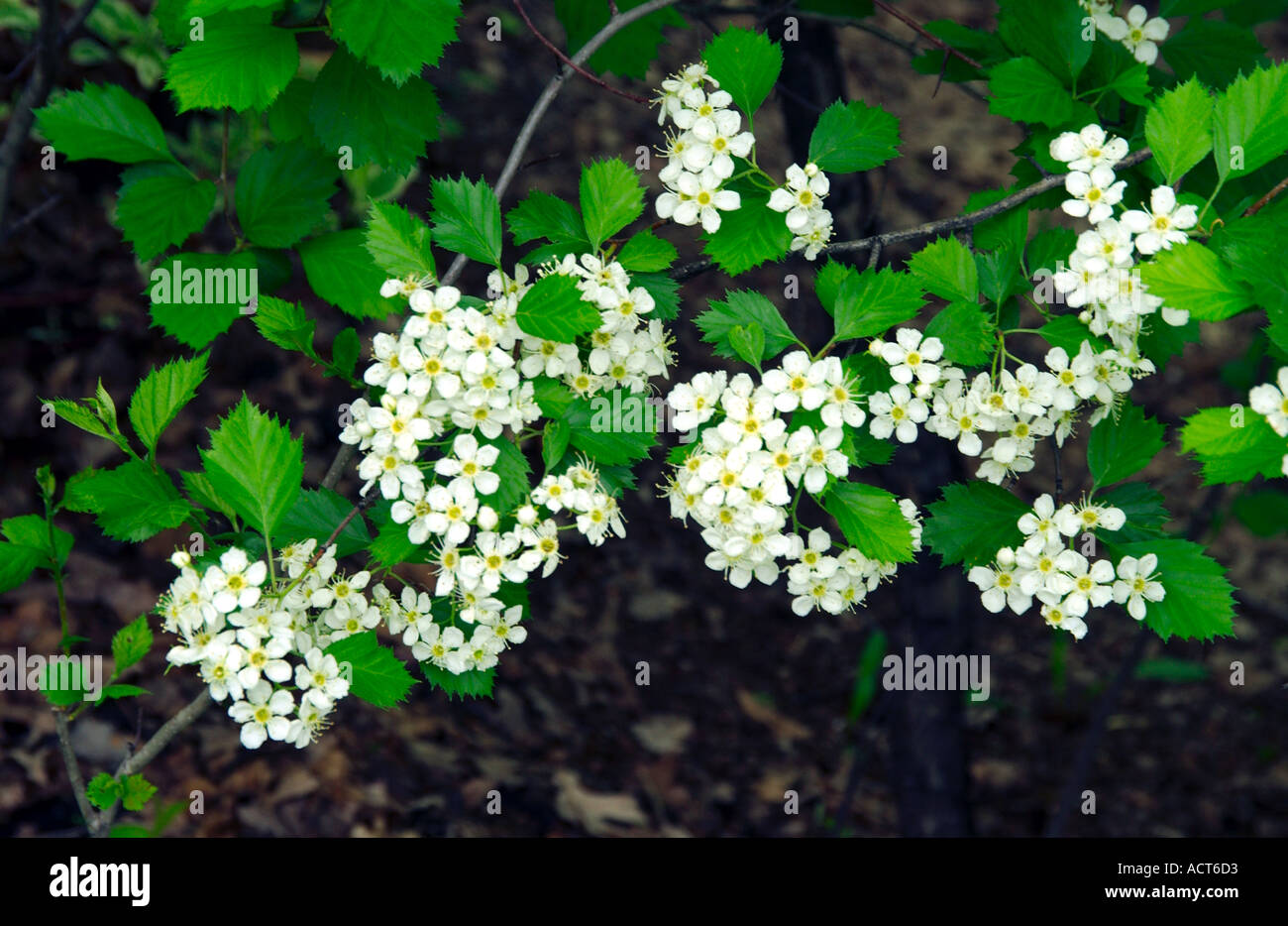 White spring blossoms of the black cherry tree Prunus serotina Stock Photo