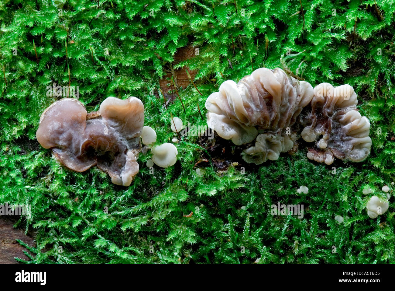 Tripe Fungus Auricularia mesenterica growing on moss covered log the lodge sandy bedfordshire Stock Photo