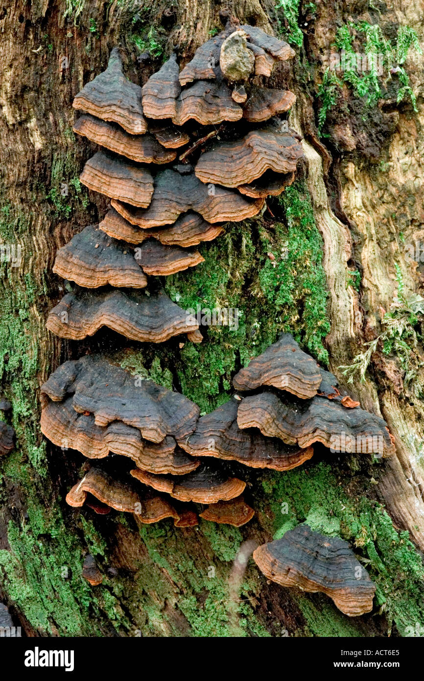Hymenochaete rubiginosa growing on old trunk the lodge sandy bedfordshire Stock Photo