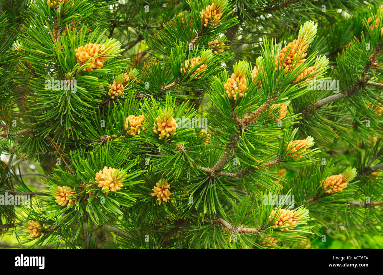 Immature pine cones on trees in development stage Stock Photo