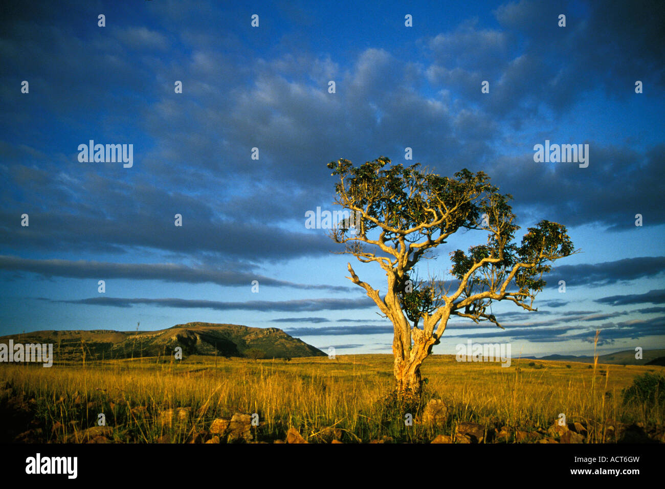 South africa savannah landscape hi-res stock photography and images - Alamy