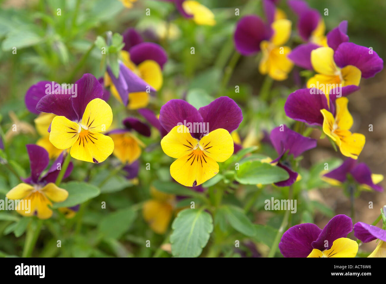 Wild Pansy Violaceae Viola Tricolor Stock Photo Alamy
