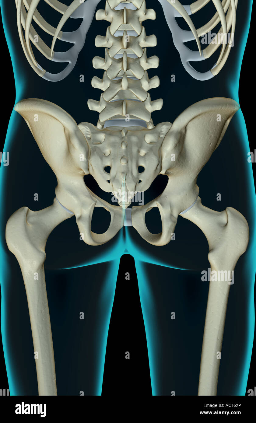 The bones of the pelvis Stock Photo - Alamy