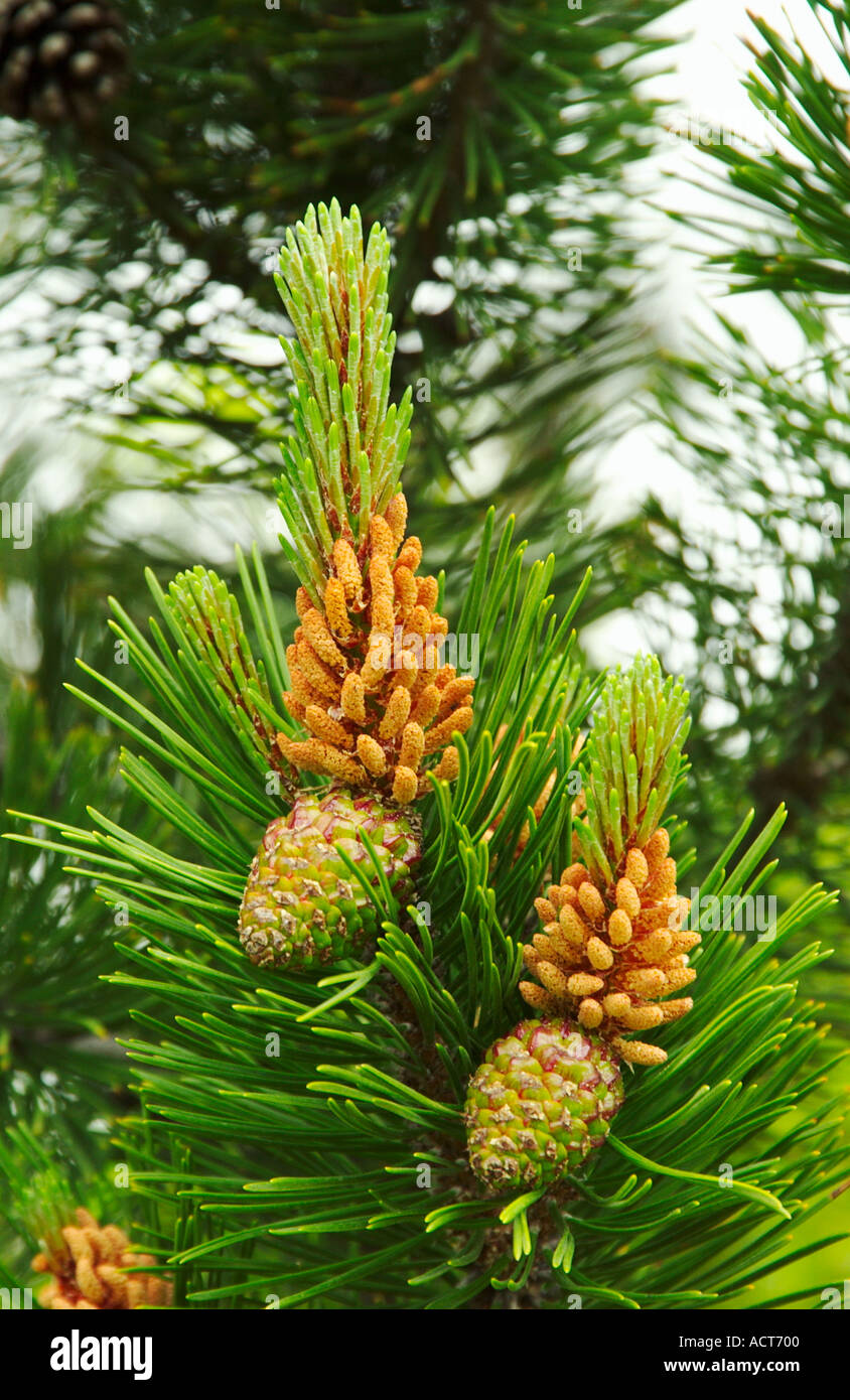 Immature pine cones on trees in development stage Stock Photo