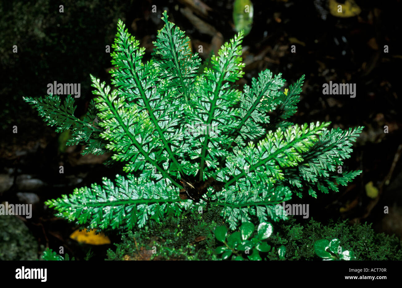 Fern leaves viewed from above Near Lydenburg Mpumalanga South Africa Stock Photo