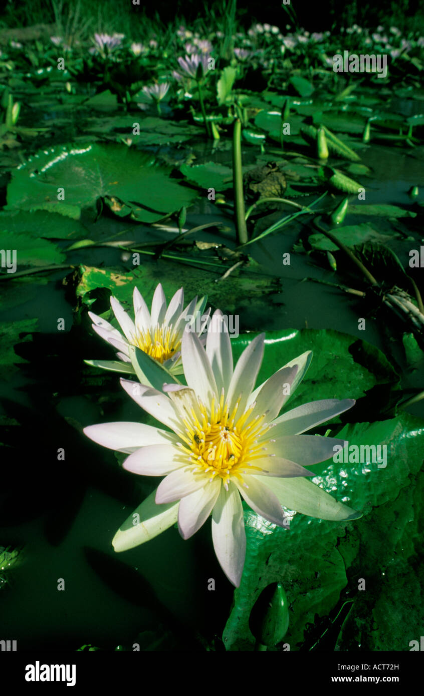 Close up of Water lilies with pretty white and yellow flowers covering the surface of the water Okavango delta Botswana Stock Photo