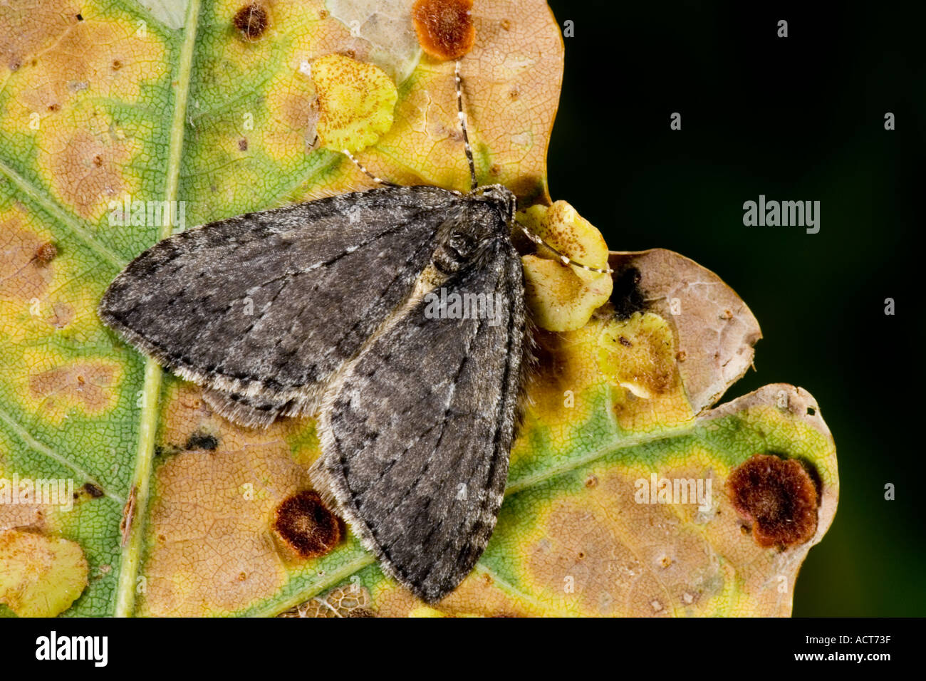 November moth Epirrita dilutata at rest on autumnal oak leaf potton bedfordshire Stock Photo