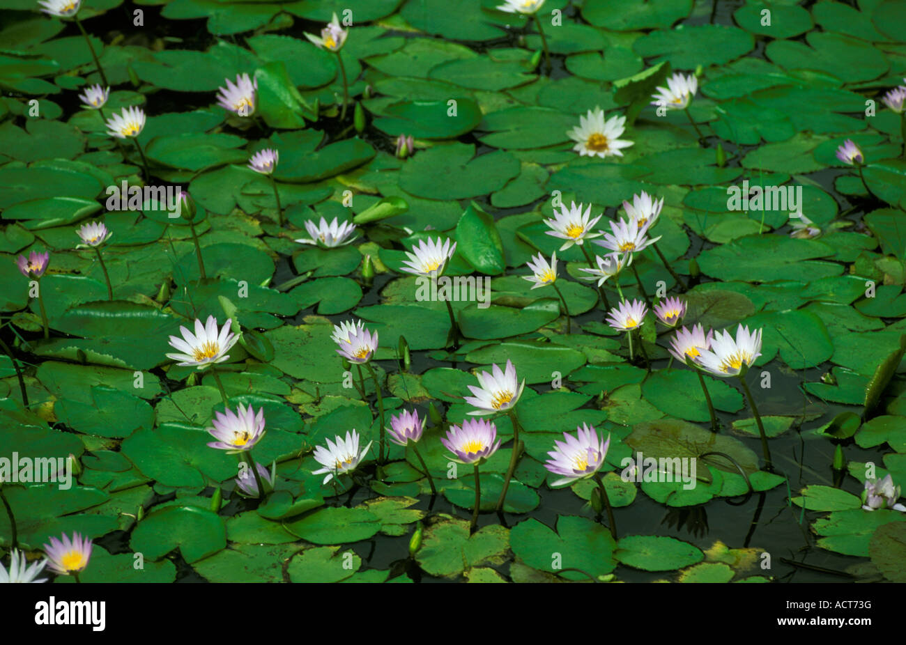 Water lilies with lilac tinged flowers covering the surface of the water Okavango delta Botswana Stock Photo