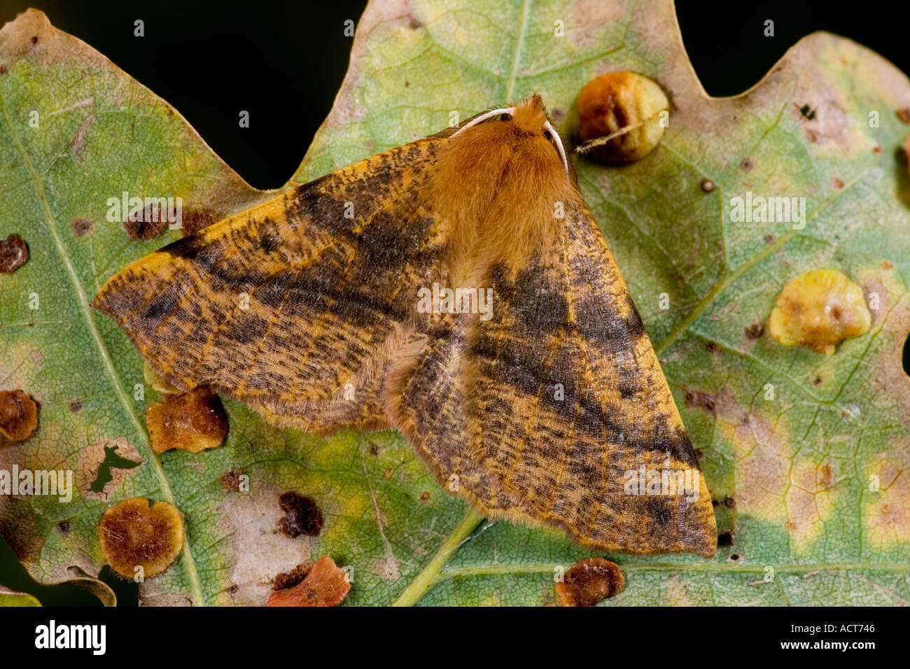 Dusky Thorn (Ennomos fuscantaria) at rest on oak leaf potton bedfordshire Stock Photo