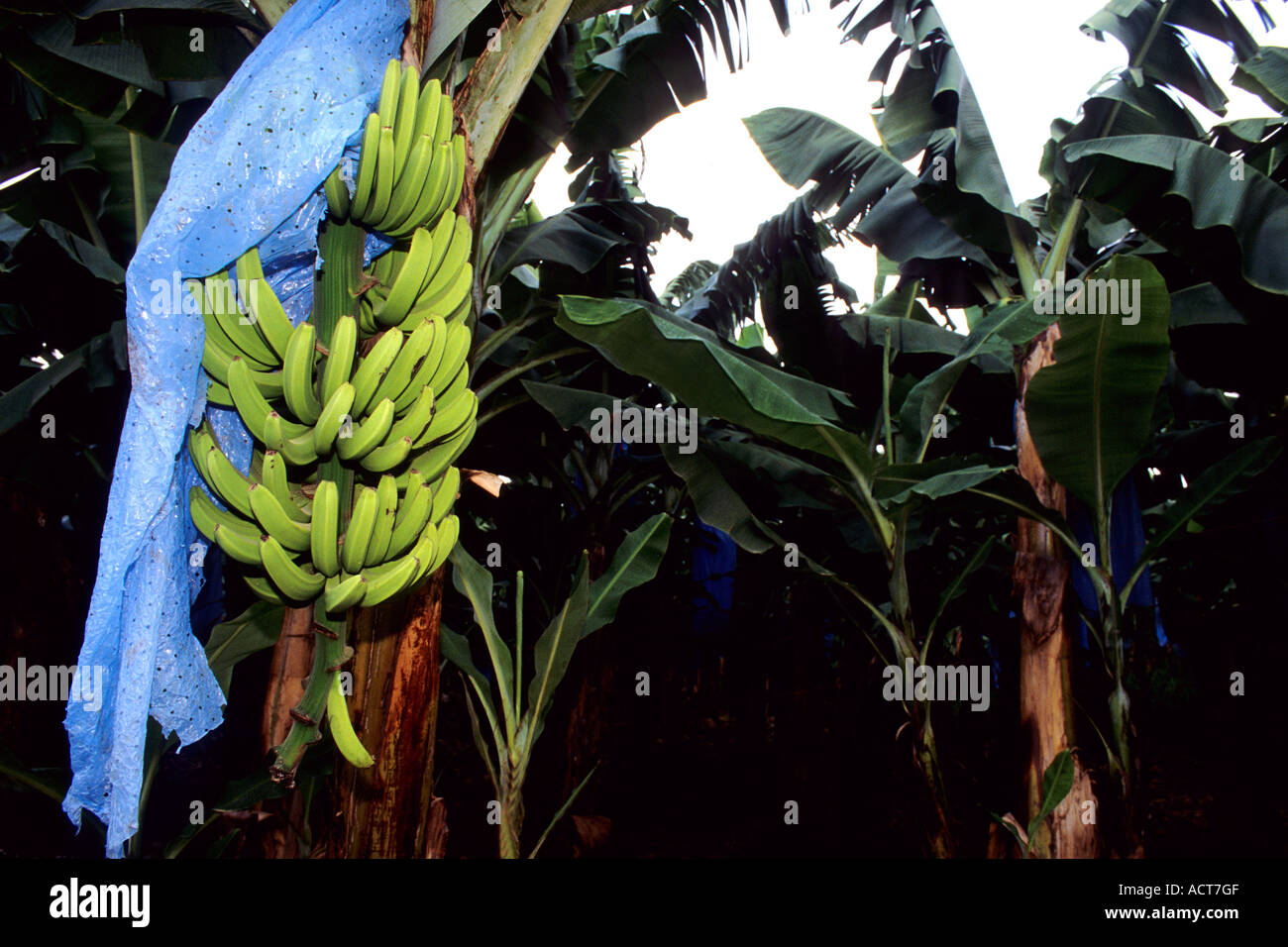 Banana plant in plantation, Costa Rica Stock Photo Alamy