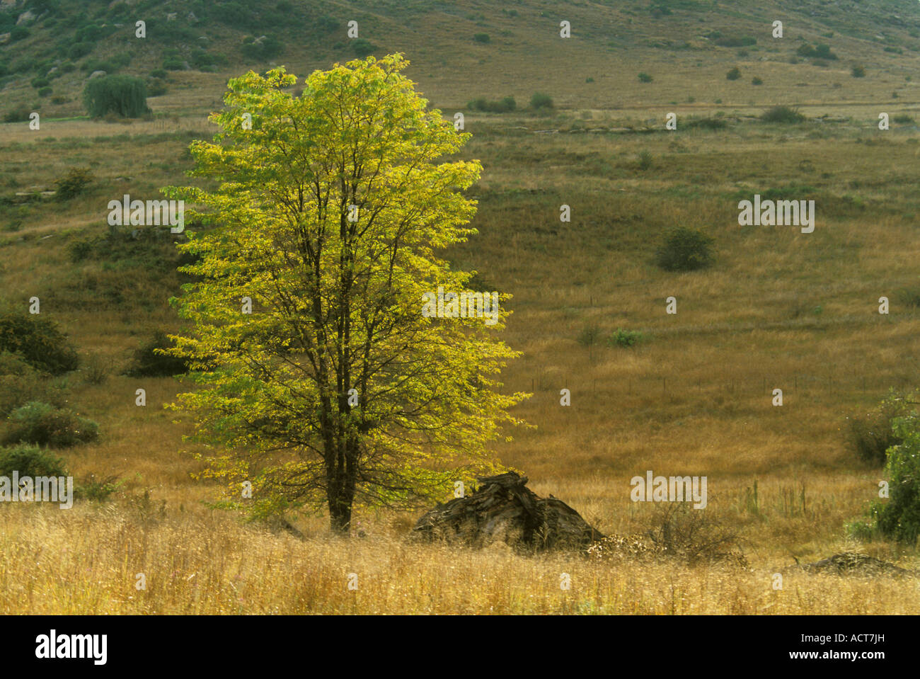 An isolated yellow flowering tree in a grassy landscape Eastern Freestate South Africa Stock Photo