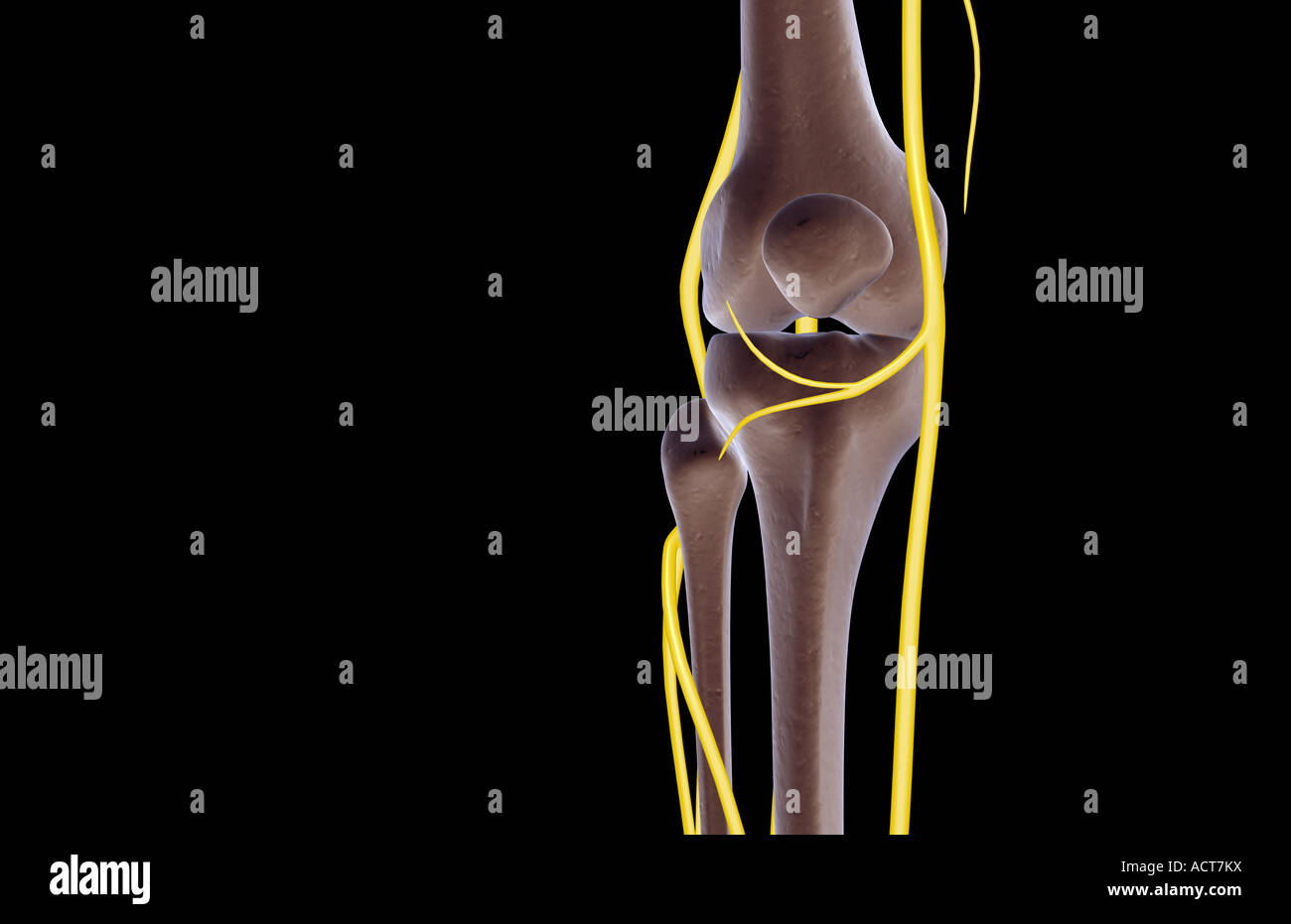 The nerves of the knee Stock Photo Alamy
