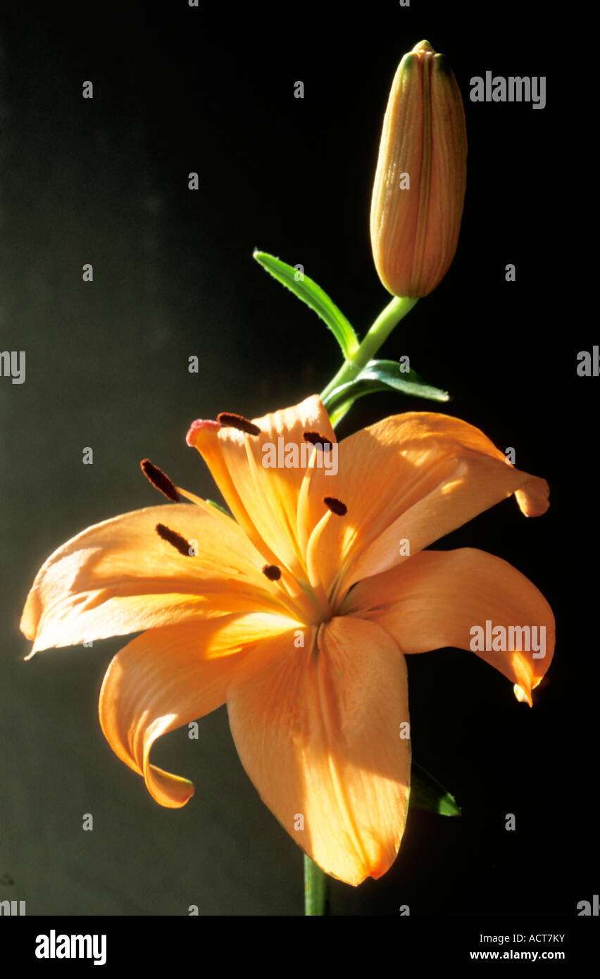 Lily blooms one bud and one in full flower South Africa Stock Photo Alamy