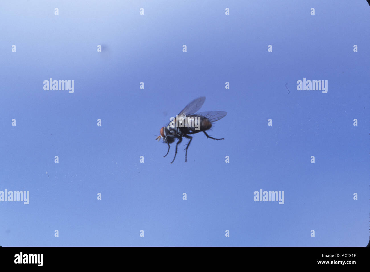 fly on a car window horse home anoying plague flies kill unwanted wanted food bother unfriendly discusting insect sky blue sma Stock Photo