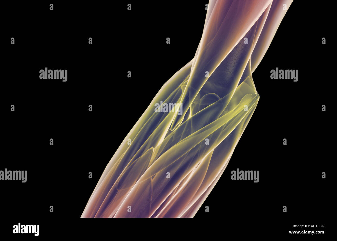 Elbow Anatomy Stock Photos & Elbow Anatomy Stock Images - Alamy