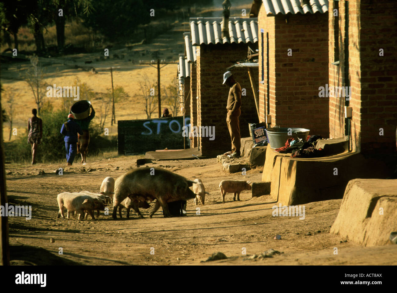 A rural scene showing domestic animals outside a row of identical brick and tin roofed low cost houses South Africa Stock Photo
