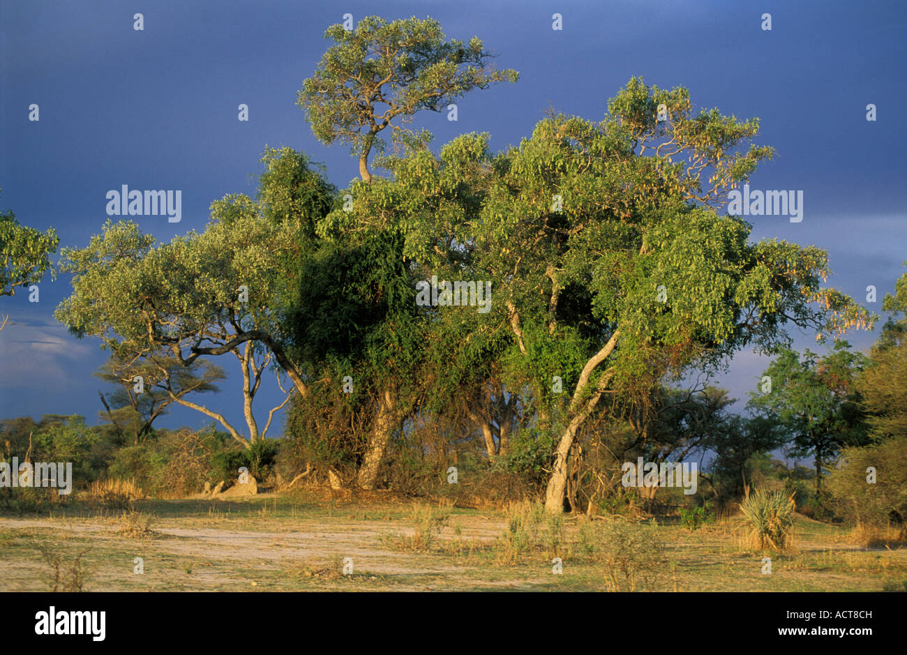 Raintree Lonchocarpus capasa and storm clouds in a typical dry Botswana landscape Okavango delta Botswana Stock Photo
