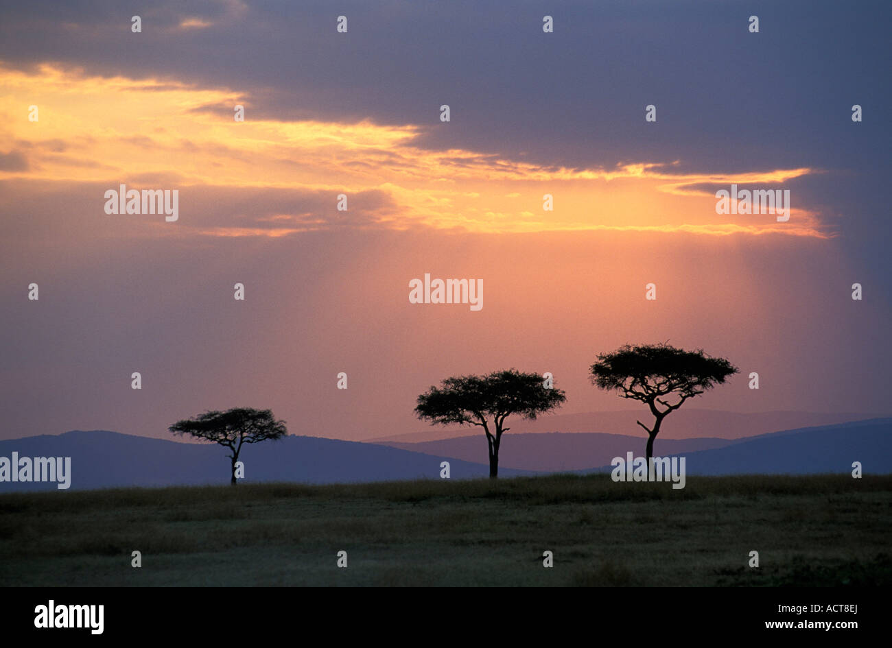 Moody mara landscape trees hi-res stock photography and images - Alamy