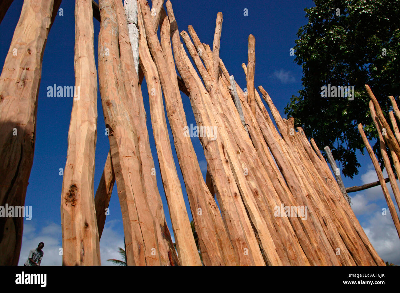 A log yard selling Lebombo Ironwood Androstachys johnsonii poles price 35 Metecals the equivalent of US 1 50 per pole Stock Photo