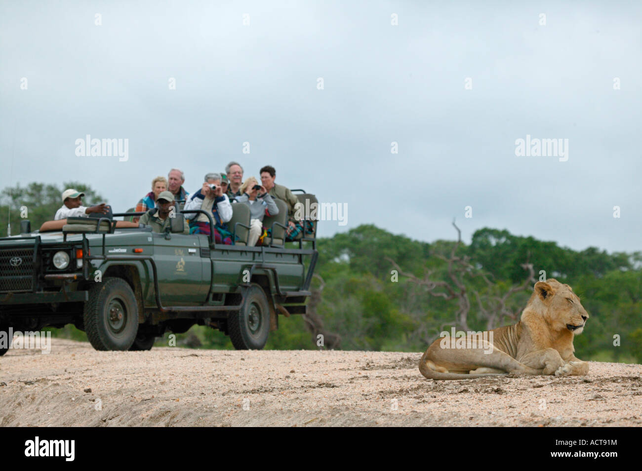 Tourists viewing and photographing lion from open game viewing vehicle South Africa Stock Photo