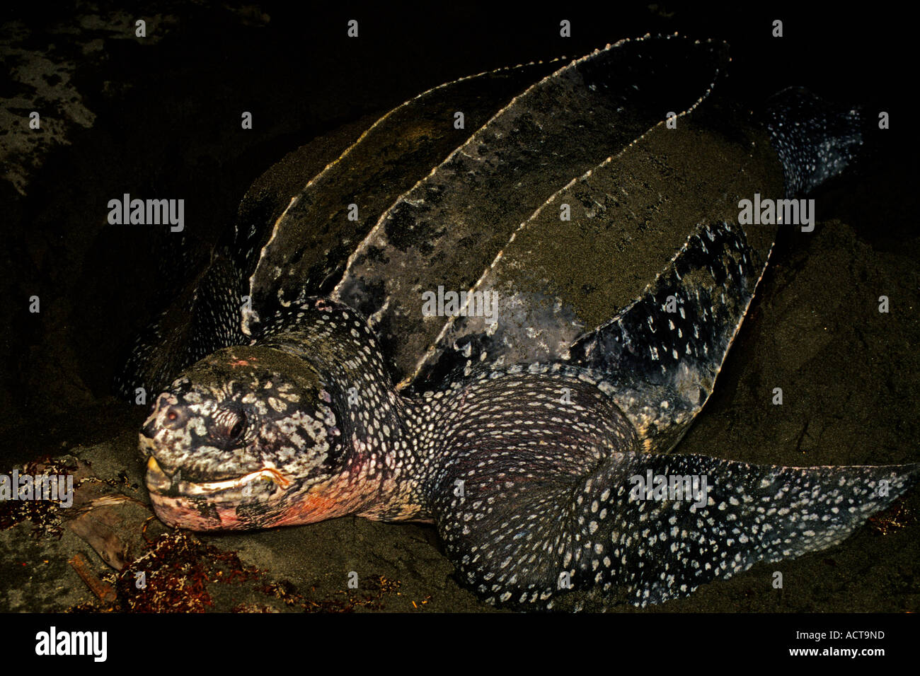 Female Leatherback Turtle laying eggs on the beach at night, Costa Rica ...