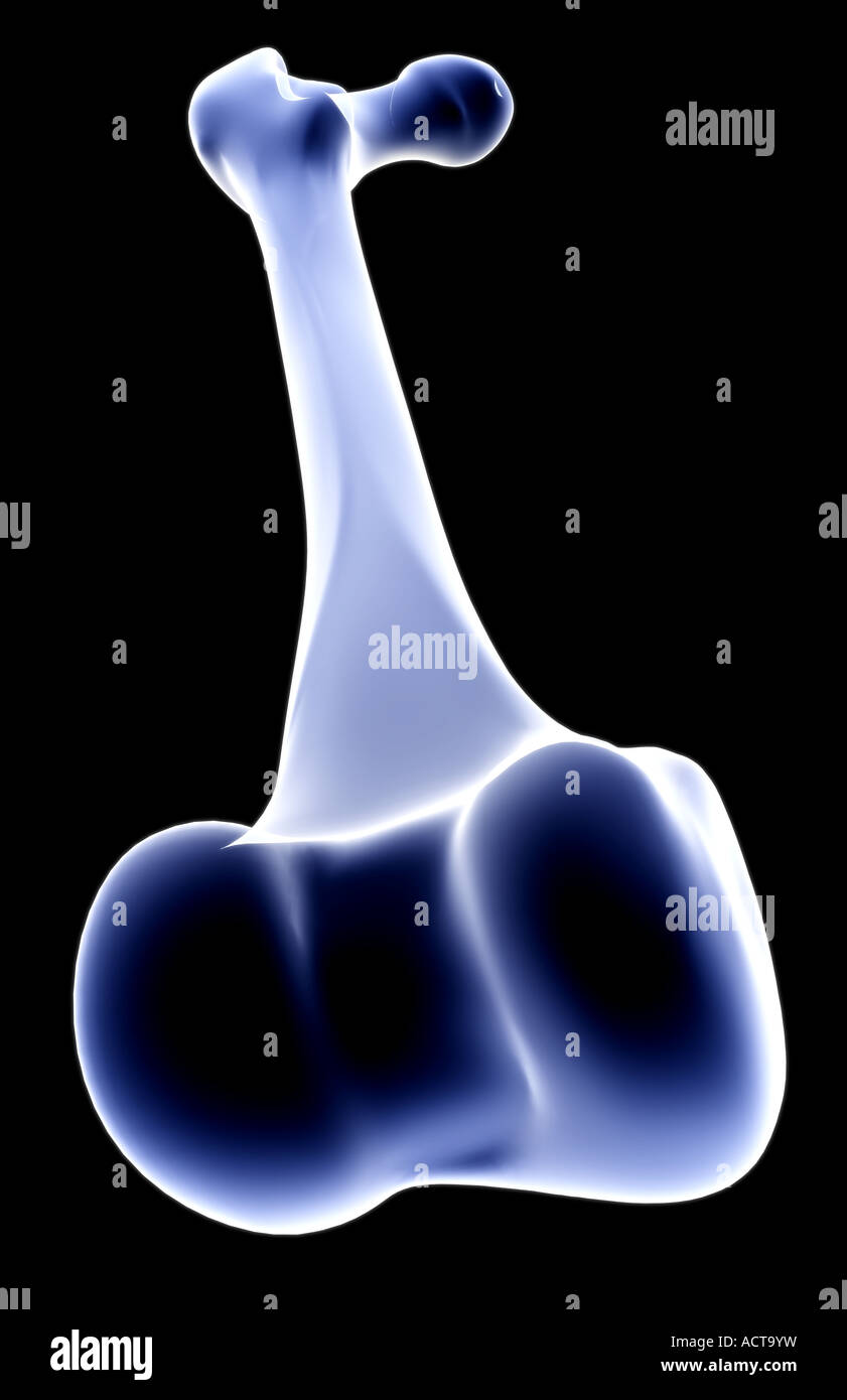 Medial femoral condyle hi-res stock photography and images - Alamy