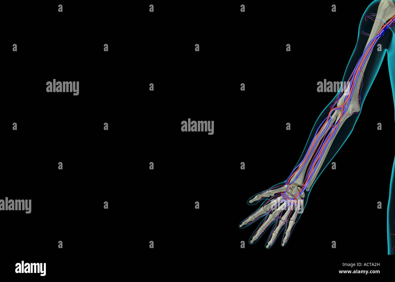 The blood supply of the upper limb Stock Photo