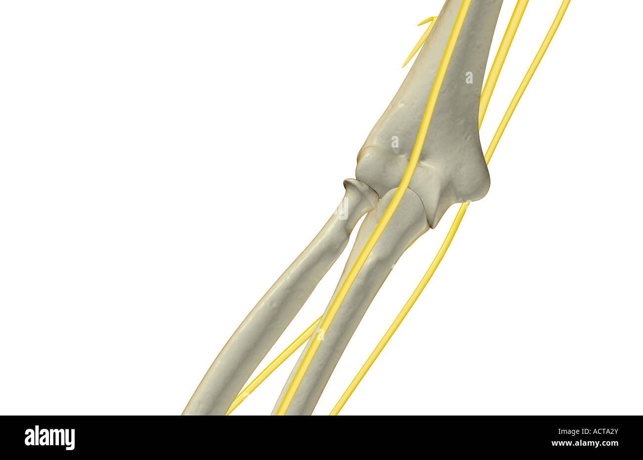 The nerves of the elbow Stock Photo Alamy