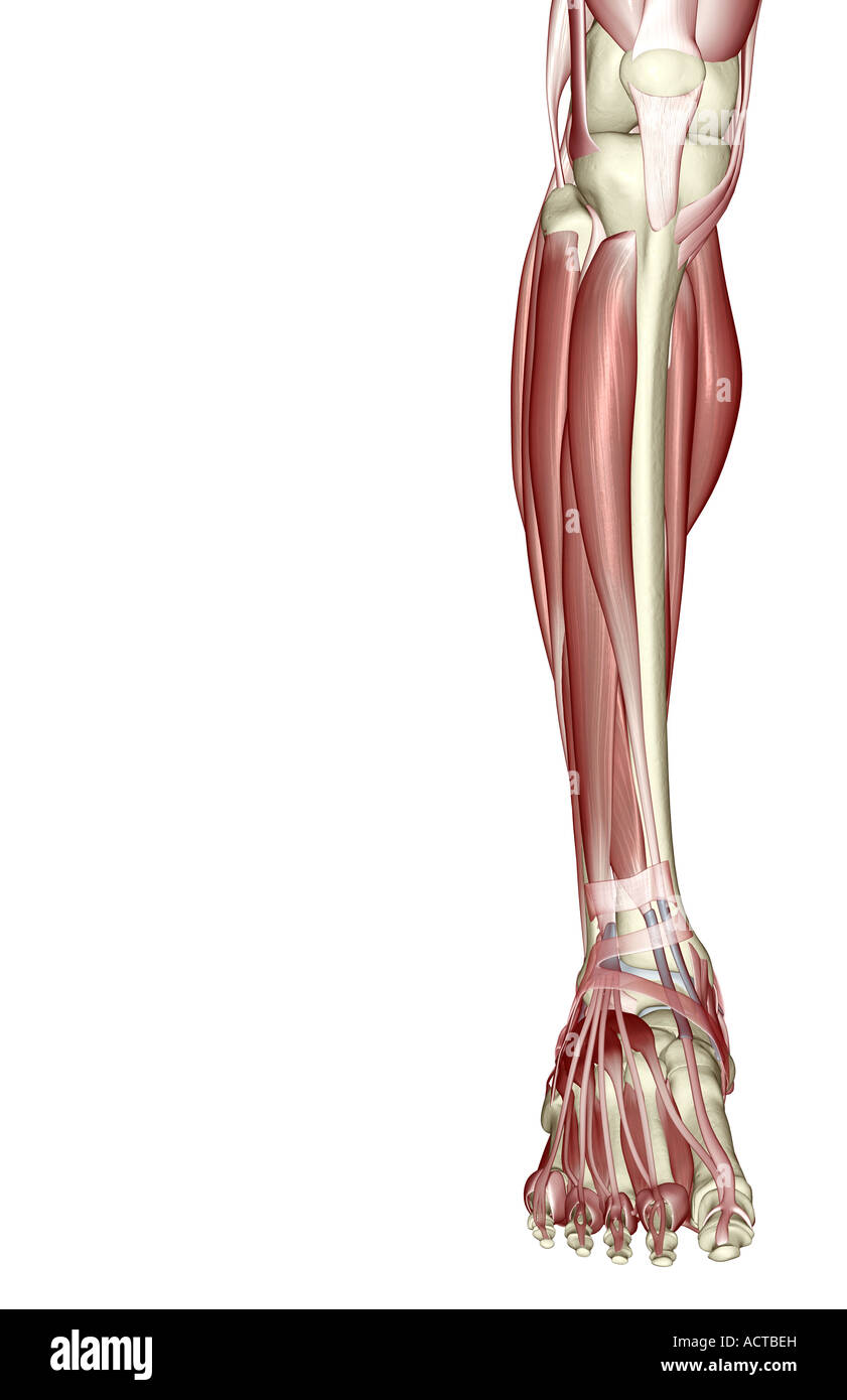 The muscles of the leg Stock Photo