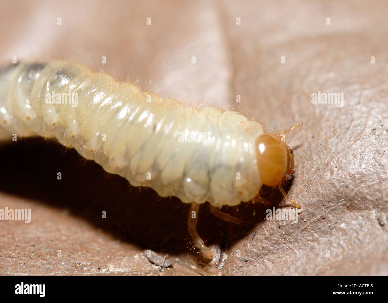 White grub larva of Phyllophaga crinita, also known as a May beetle or June beetle Stock Photo