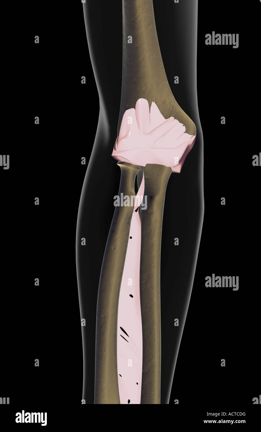The ligaments of the elbow Stock Photo