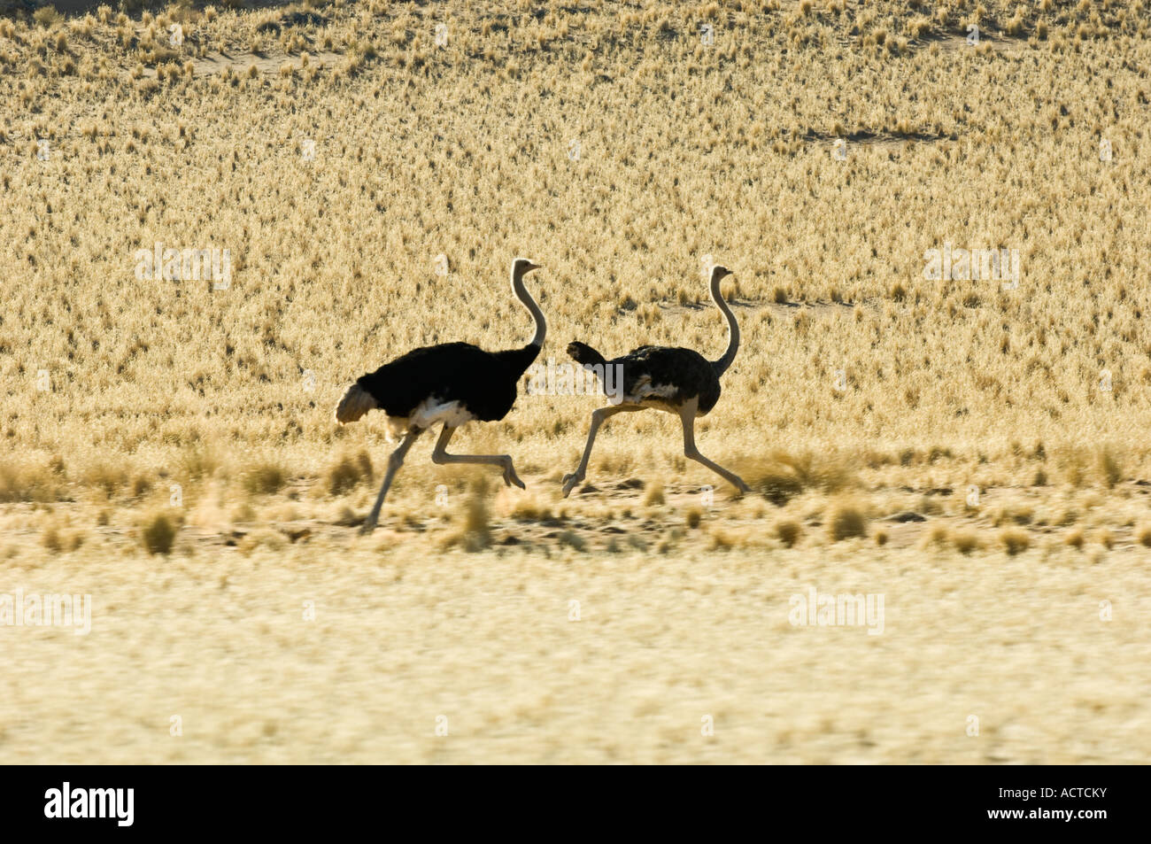 Two Ostriches running in Soussusvlei Namibia Stock Photo