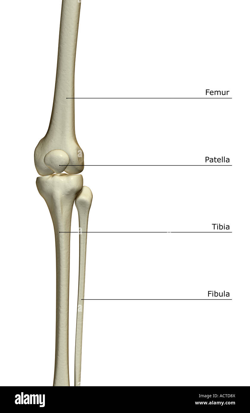 The bones of the knee Stock Photo Alamy