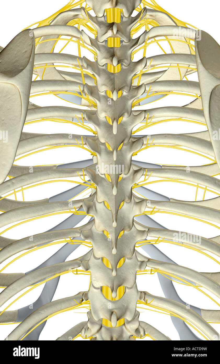 Spinal Nerves High Resolution Stock Photography and Images - Alamy