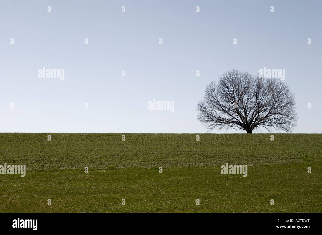 Graphic image of solitary tree in field Stock Photo - Alamy