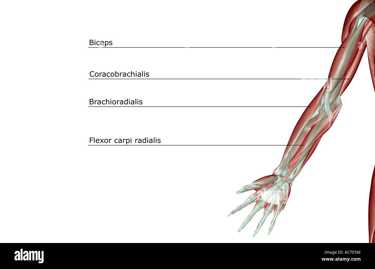 Upper limb musculoskeleton Stock Photo