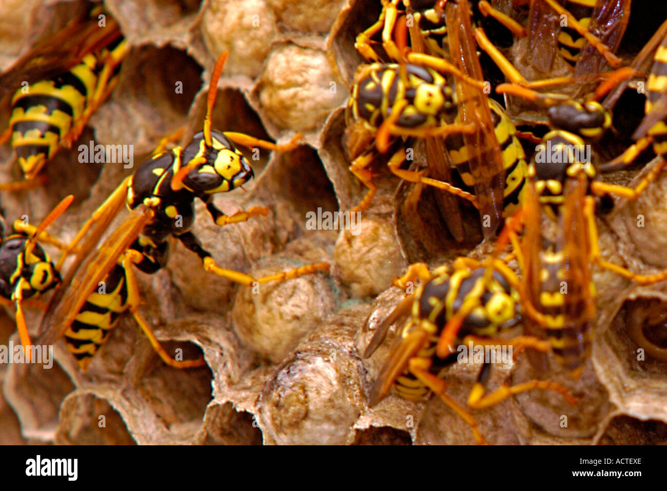 Yellow jacket wasps on nest Stock Photo Alamy