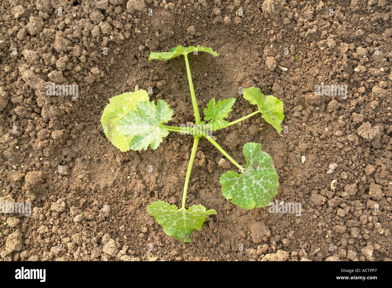 Pumpkin grow in garden Stock Photo - Alamy