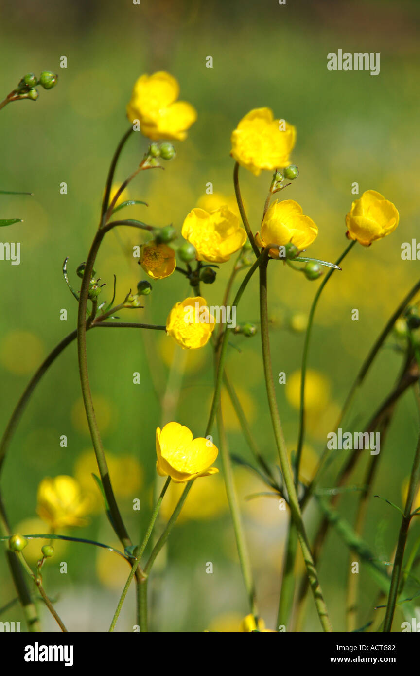 Buttercup flowers blossoming Stock Photo