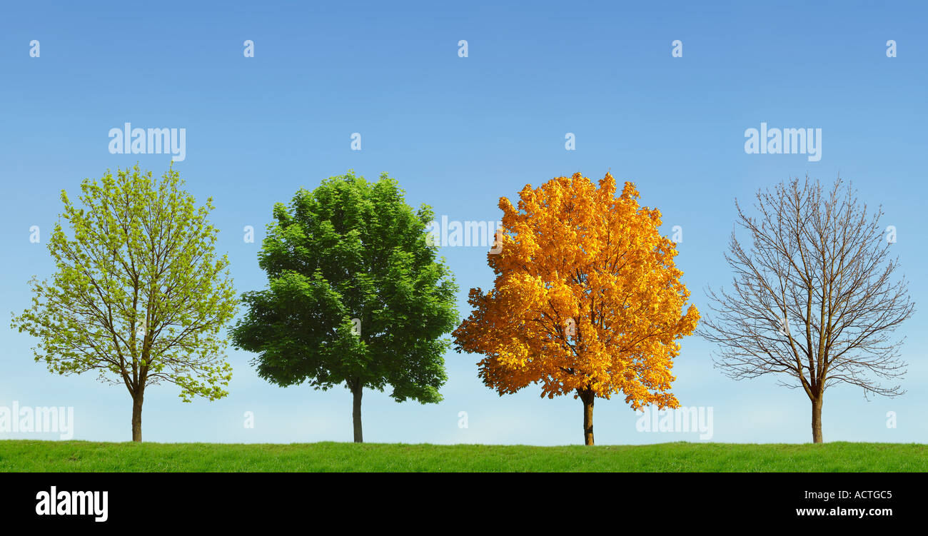 Tree 4 seasons Baum 4 Jahreszeiten Stock Photo