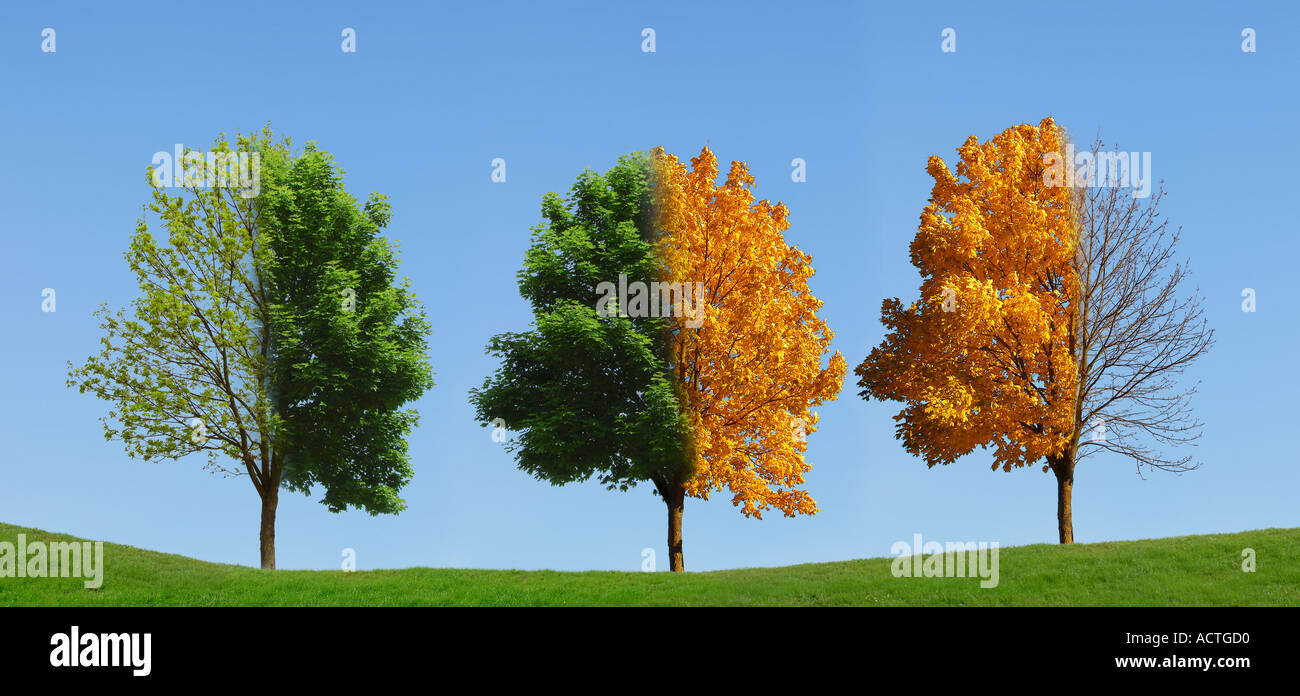 Tree 4 seasons Baum 4 Jahreszeiten Stock Photo