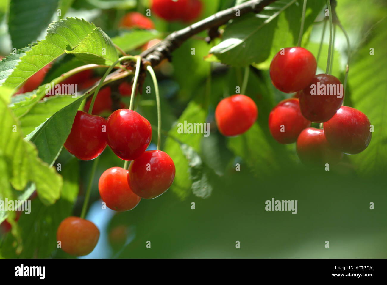 cherries Kirschen Stock Photo