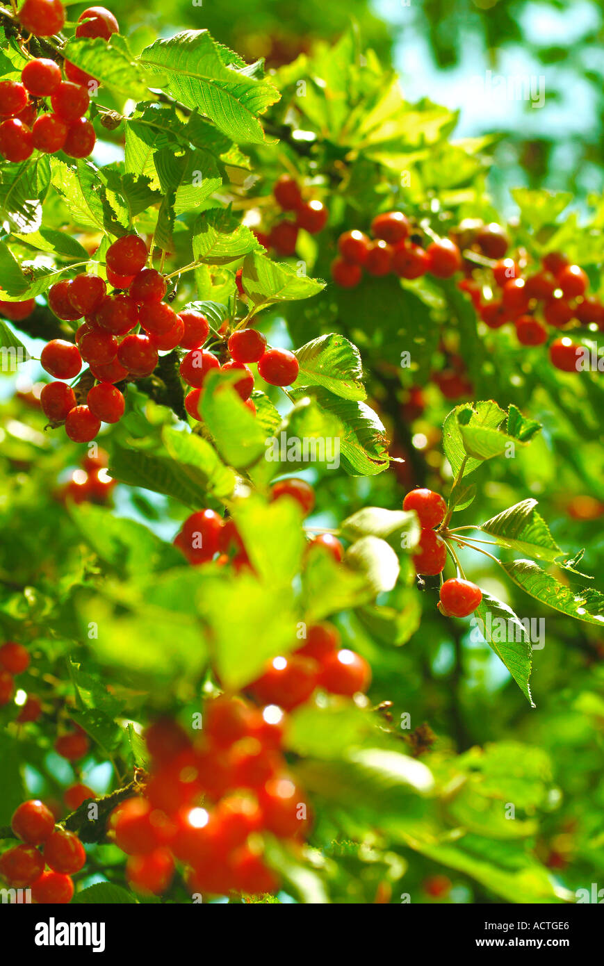 cherries Kirschen Stock Photo