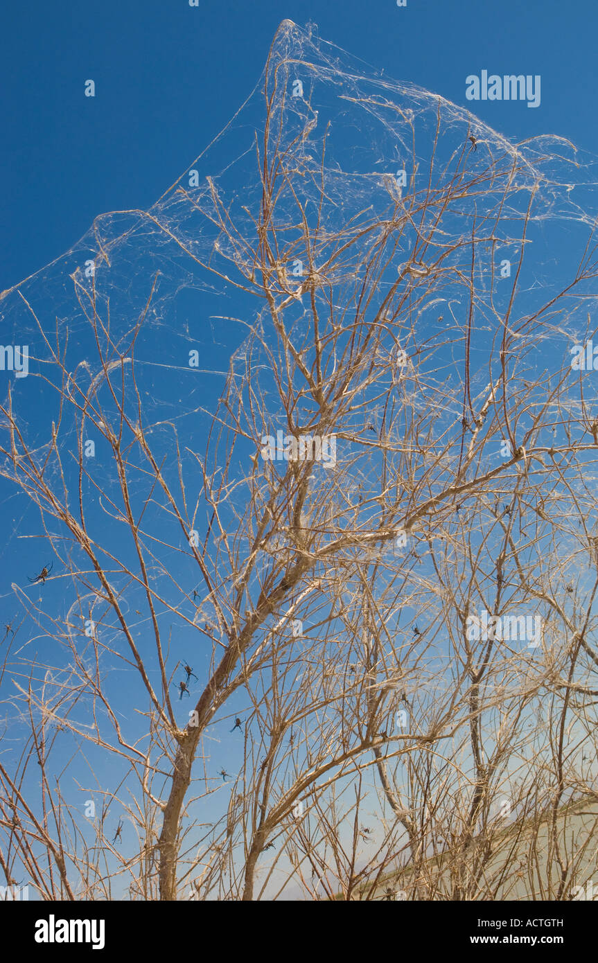TREES COVERED IN SPIDER WEBS WITH WESTERN SPOTTED ORB WEAVERS NEAR THE